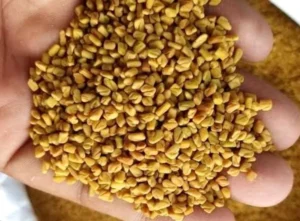 Fenugreek (Methi) Exporter | RSElite.Group