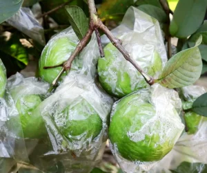 Fresh Guava Exporter | RSElite.Group