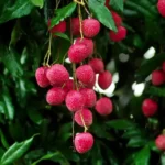 Fresh Lychee Exporter | RSElite.Group