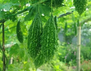 Bitter Gourd Exporter | RSElite.Group