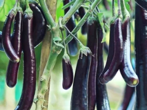 Eggplant (Brinjal) Exporter | RSElite.Group
