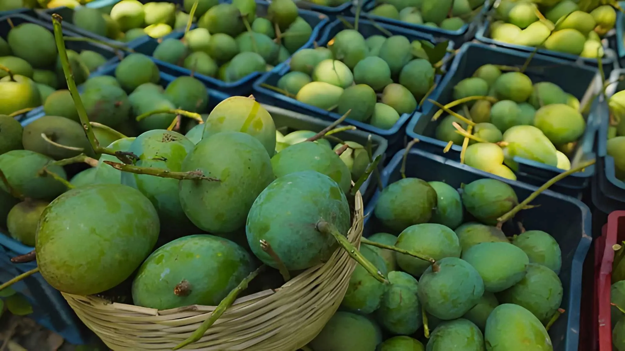 Premium green mangoes manually sorted in crates by RS Elite Group, a leading fresh mango exporter from Bangladesh.