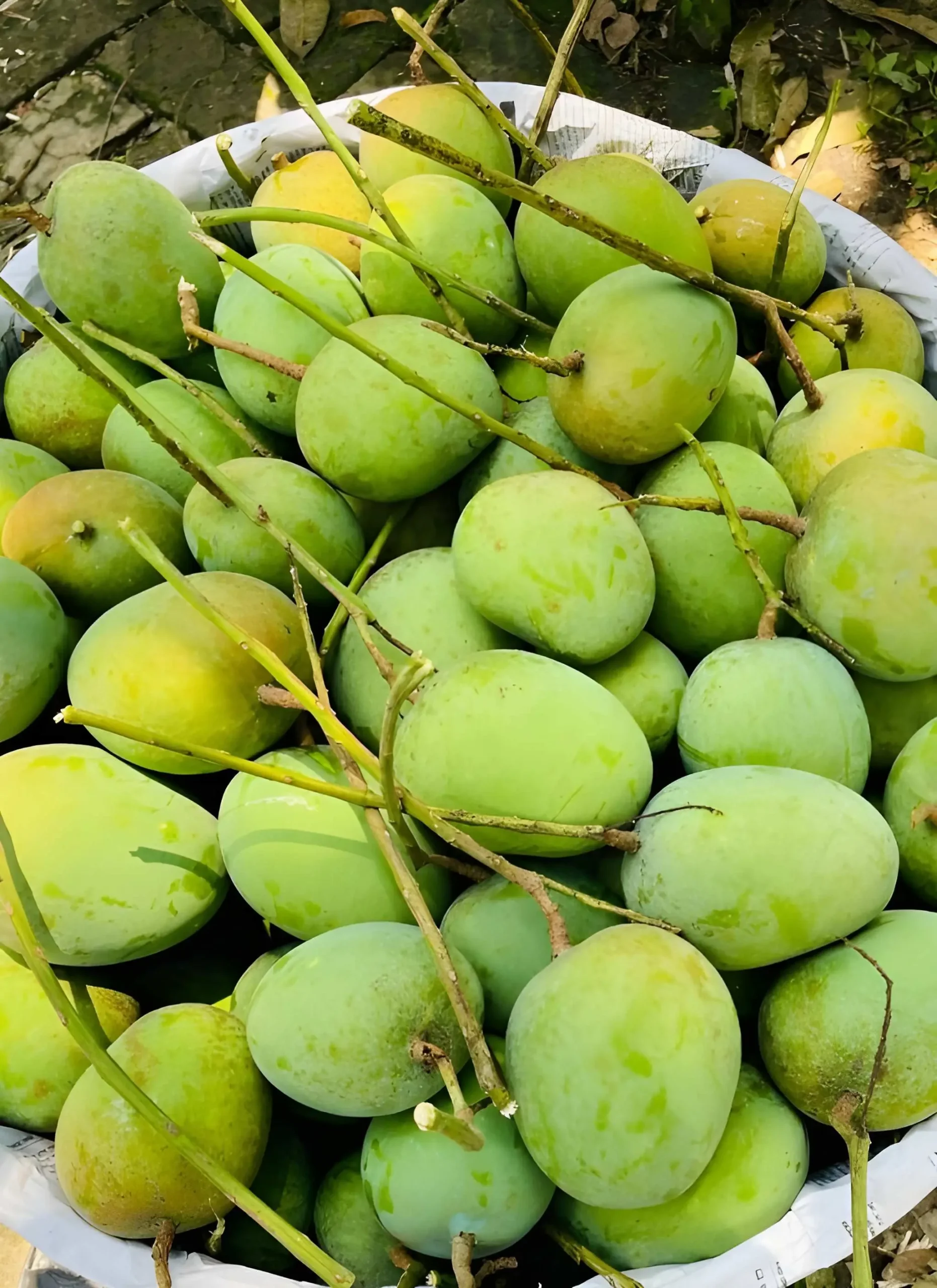 Uniformly sorted Export quality mangoes sorted for global distribution by RS Elite Group, a Leading Fresh Fruits Supplier in Bangladesh.
