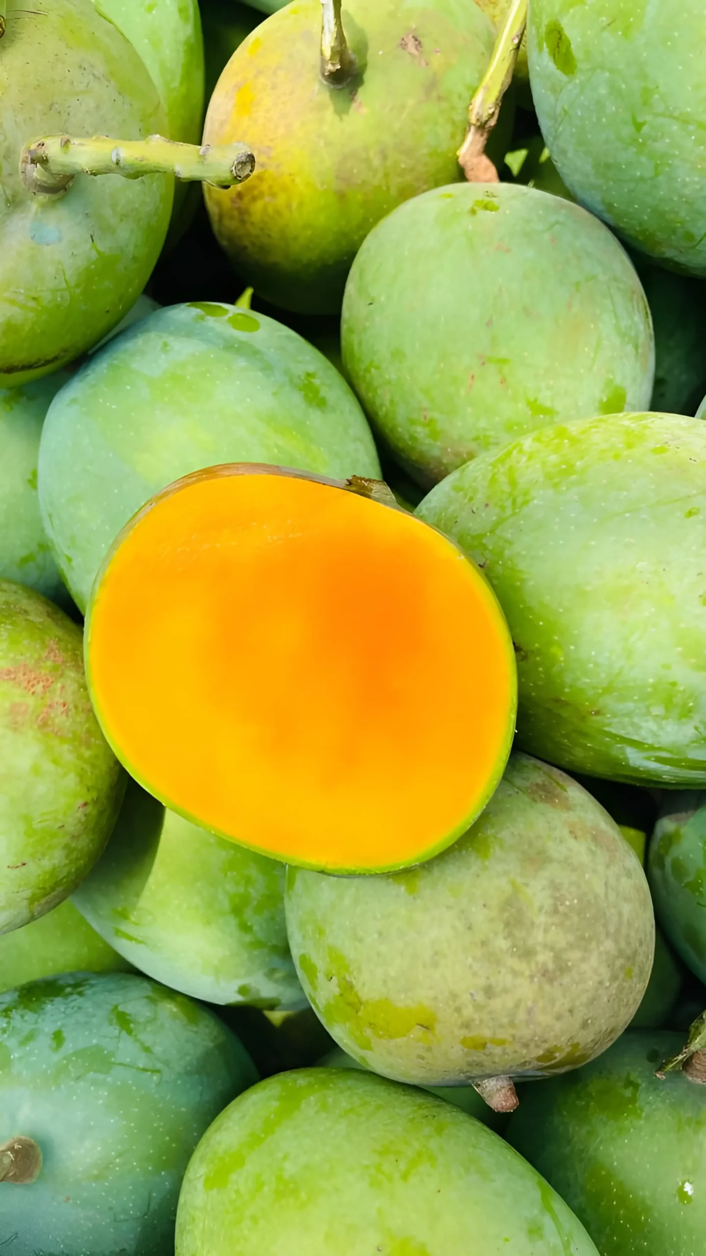 High-yield unblemished green mangoes from Satkhira Bangladesh, ready for Government Supervised HWT processing. RS Elite Group, a Fresh Mango Supplier from Bangladesh.