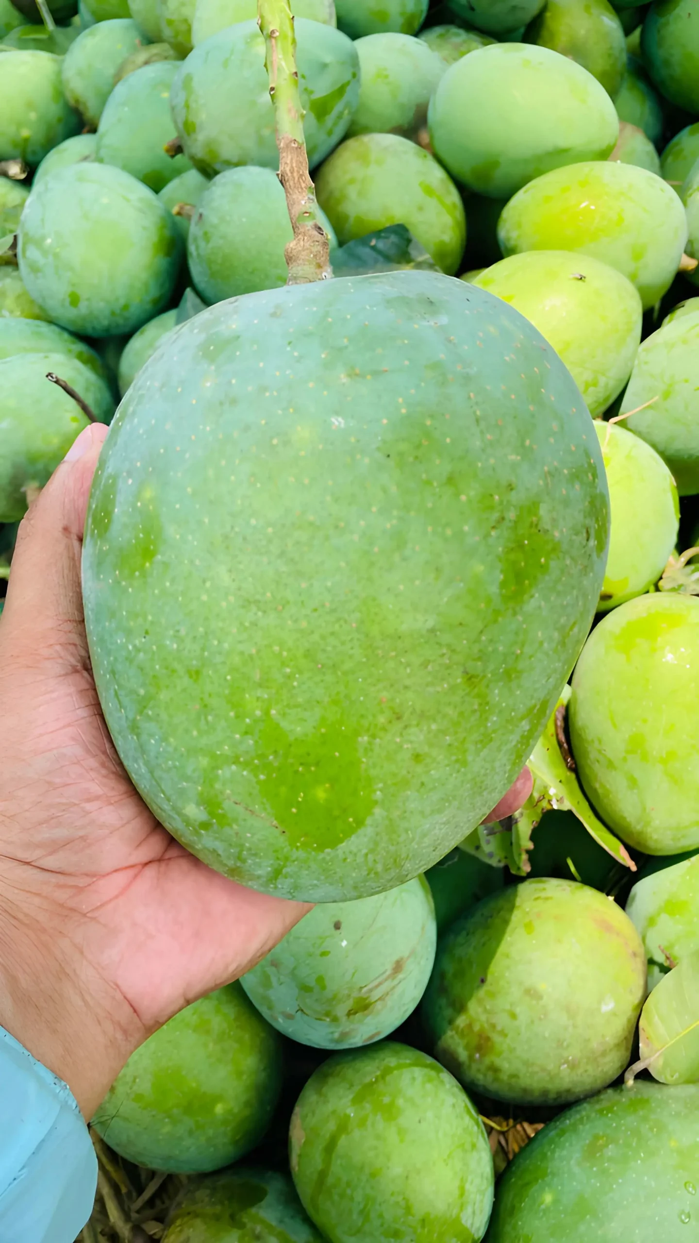 Freshly harvested Export Grade green mangoes showing skin clarity & visual appeal from Satkhira orchard, supplied by RS Elite Group.