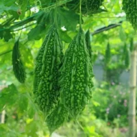 Bitter_Gourd_RSElite_group Bitter Gourd Exporter | RSElite.Group