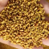 Fenugreek_(Methi)_Seed_rselitegroup Fenugreek (Methi) Exporter | RSElite.Group