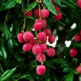 Lychee_rselitegroup Fresh Lychee Exporter | RSElite.Group