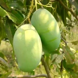 Mango_Rupali_rselitegroup Fresh Mango Exporter | RSElite Group. Fresh Produce Exporter in Bangladesh.